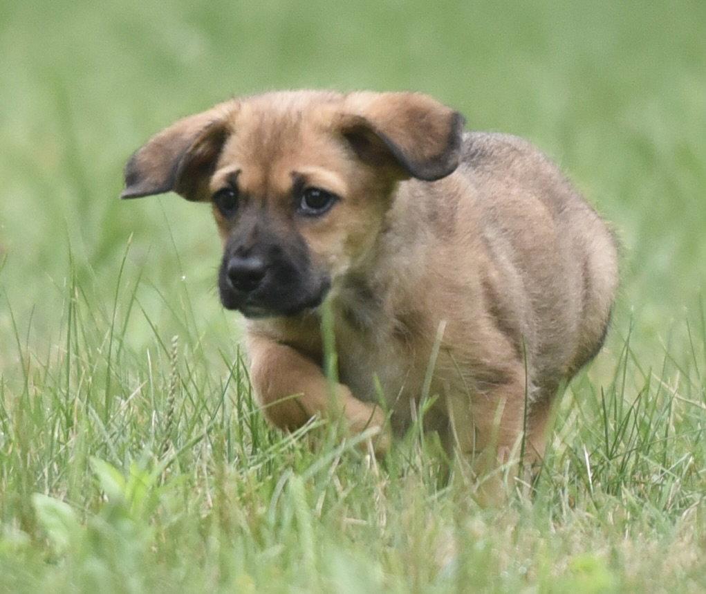 Enlarge Wynter, a Adoptable mixed breed in Mechanicsburg, PA image 3/3