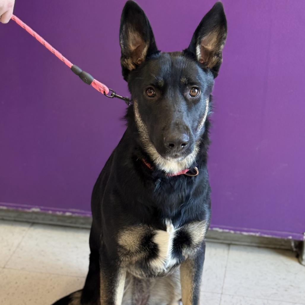 Enlarge Mushu, a Adoptable German Shepherd Dog in Fresno, CA image 1/6