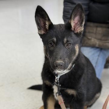 Enlarge Mushu, a Adoptable German Shepherd Dog in Fresno, CA image 2/6