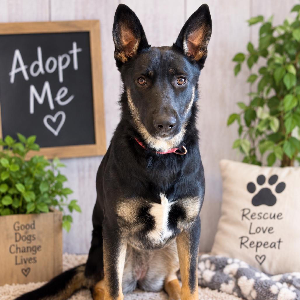 Enlarge Mushu, a Adoptable German Shepherd Dog in Fresno, CA image 3/6