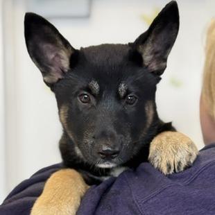 Enlarge Mushu, a Adoptable German Shepherd Dog in Fresno, CA image 4/6