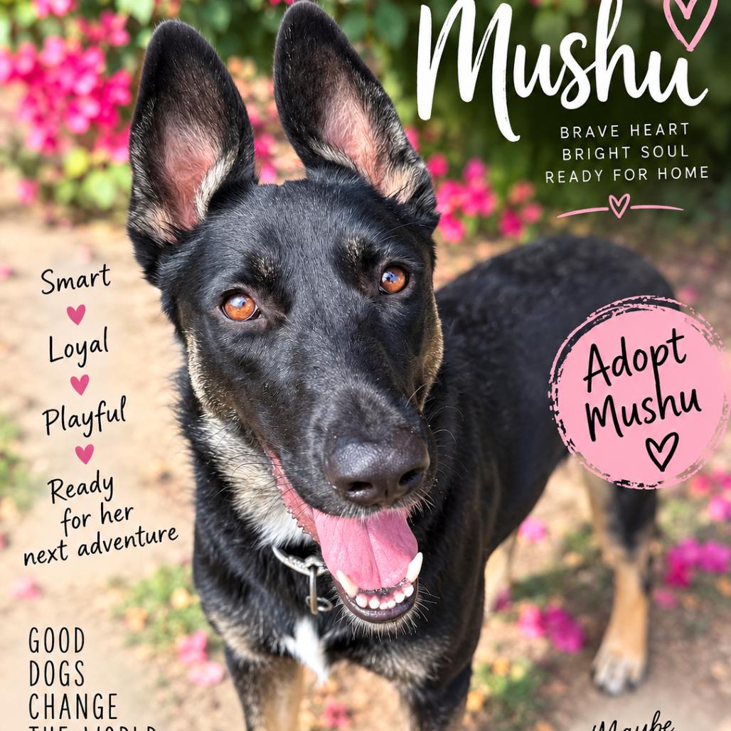 Enlarge Mushu, a Adoptable German Shepherd Dog in Fresno, CA image 5/6