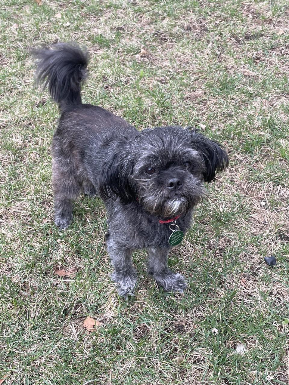 Enlarge Danny, a Adopted mixed breed in Royal Oak, MI image 1/4