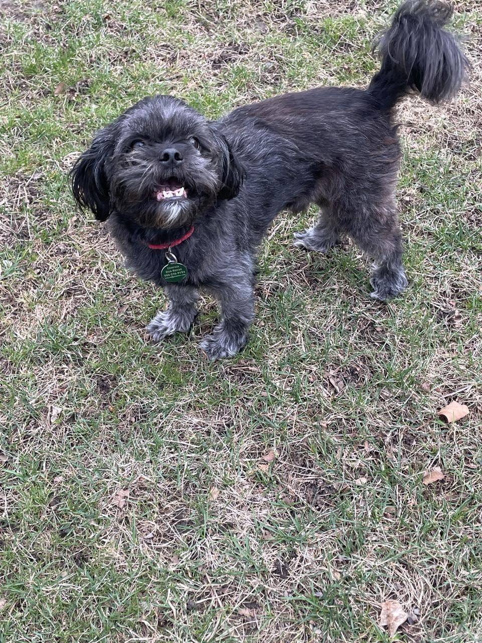 Enlarge Danny, a Adopted mixed breed in Royal Oak, MI image 2/4