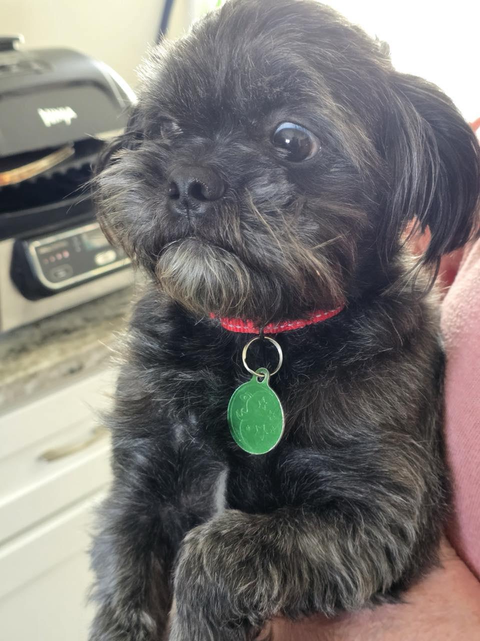 Enlarge Danny, a Adopted mixed breed in Royal Oak, MI image 4/4