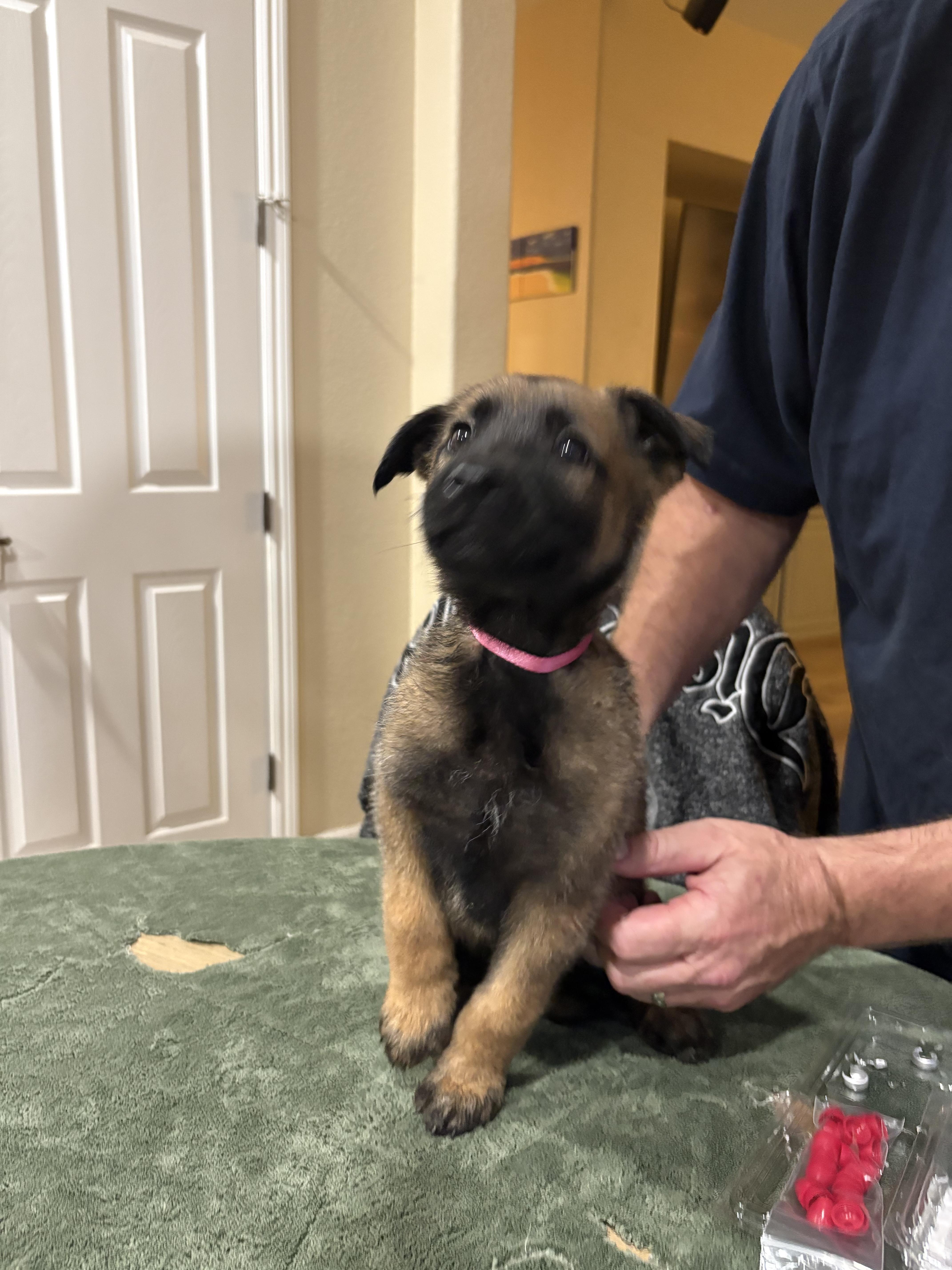 Enlarge Snow, a Adoptable mixed breed in Discovery Bay, CA image 1/1