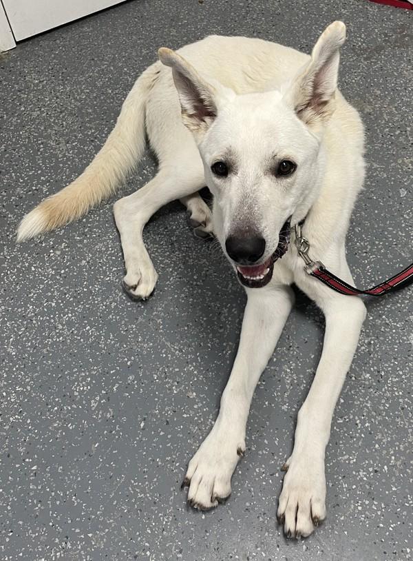 Enlarge Jasper, a Adoptable mixed breed in Morristown, TN image 1/1