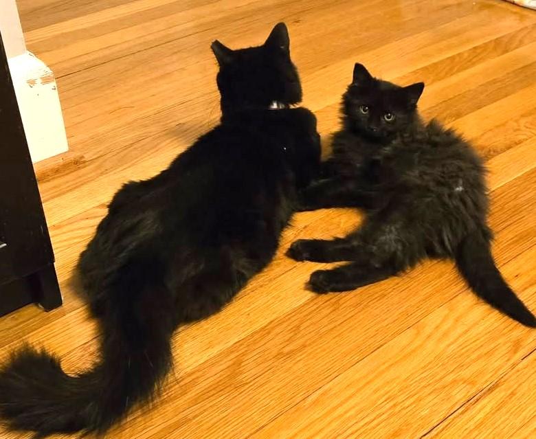 Enlarge Will, an adopted Domestic Long Hair in Greenville, NC image 4/4