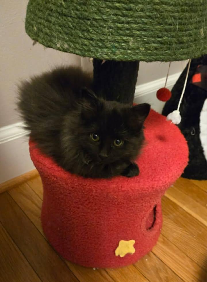 Enlarge Will, an adopted Domestic Long Hair in Greenville, NC image 3/4