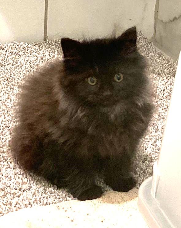 Enlarge Will, an adopted Domestic Long Hair in Greenville, NC image 1/4