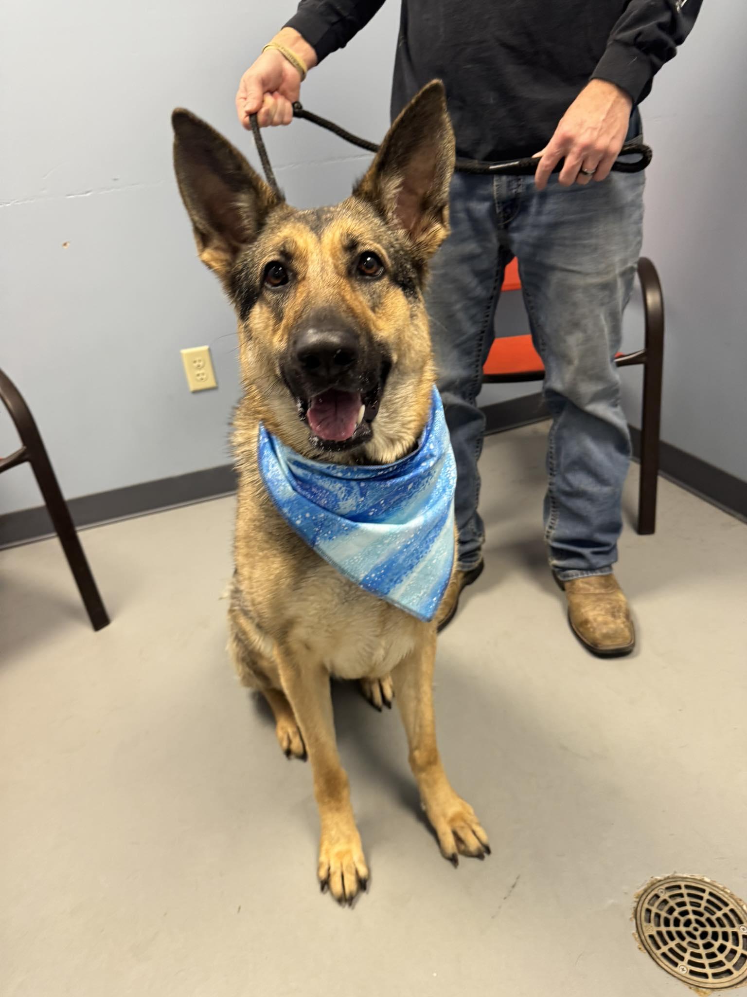 Raya , a ADOPTABLE mixed breed in Zanesville, OH image 1/3