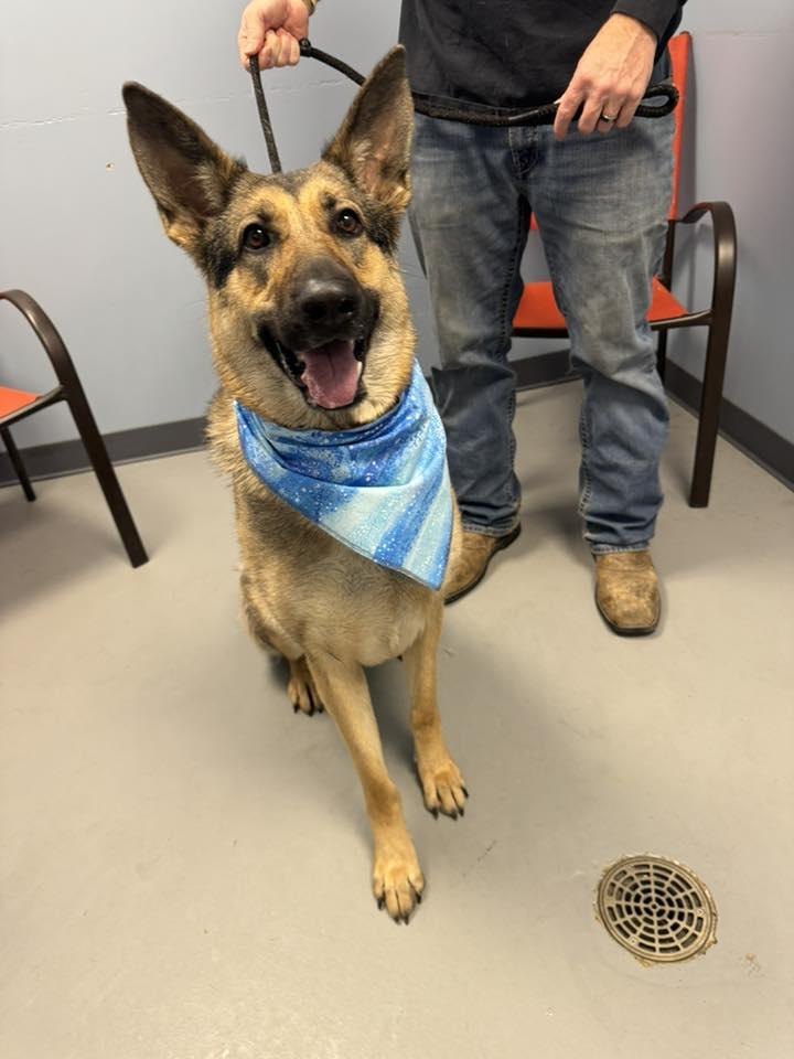 Raya , a ADOPTABLE mixed breed in Zanesville, OH image 3/3