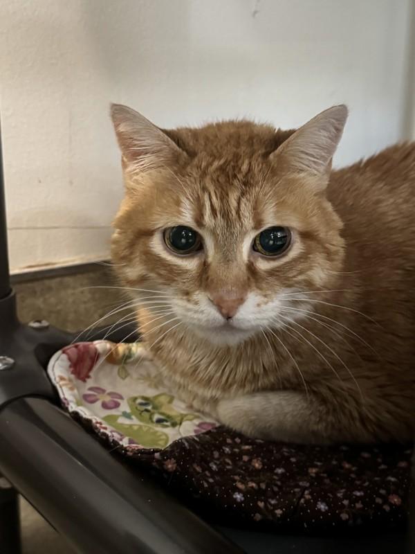 Maggie, Adoptable, Senior Female Domestic Short Hair.