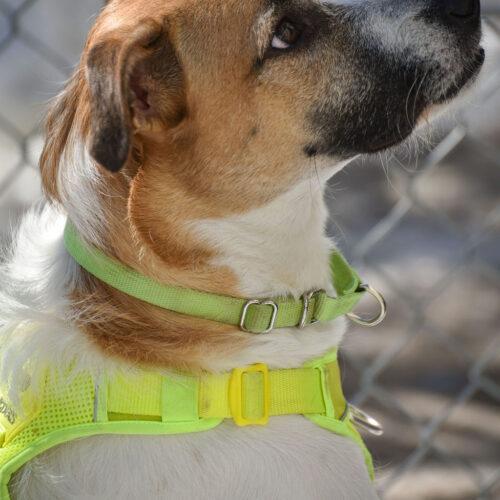 Enlarge Thelma, a Adoptable mixed breed in King City, ON image 1/7