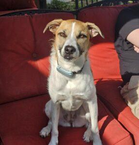 Enlarge Thelma, a Adoptable mixed breed in King City, ON image 2/6