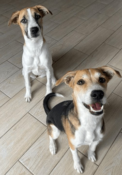 Enlarge Thelma, a Adoptable mixed breed in King City, ON image 2/7