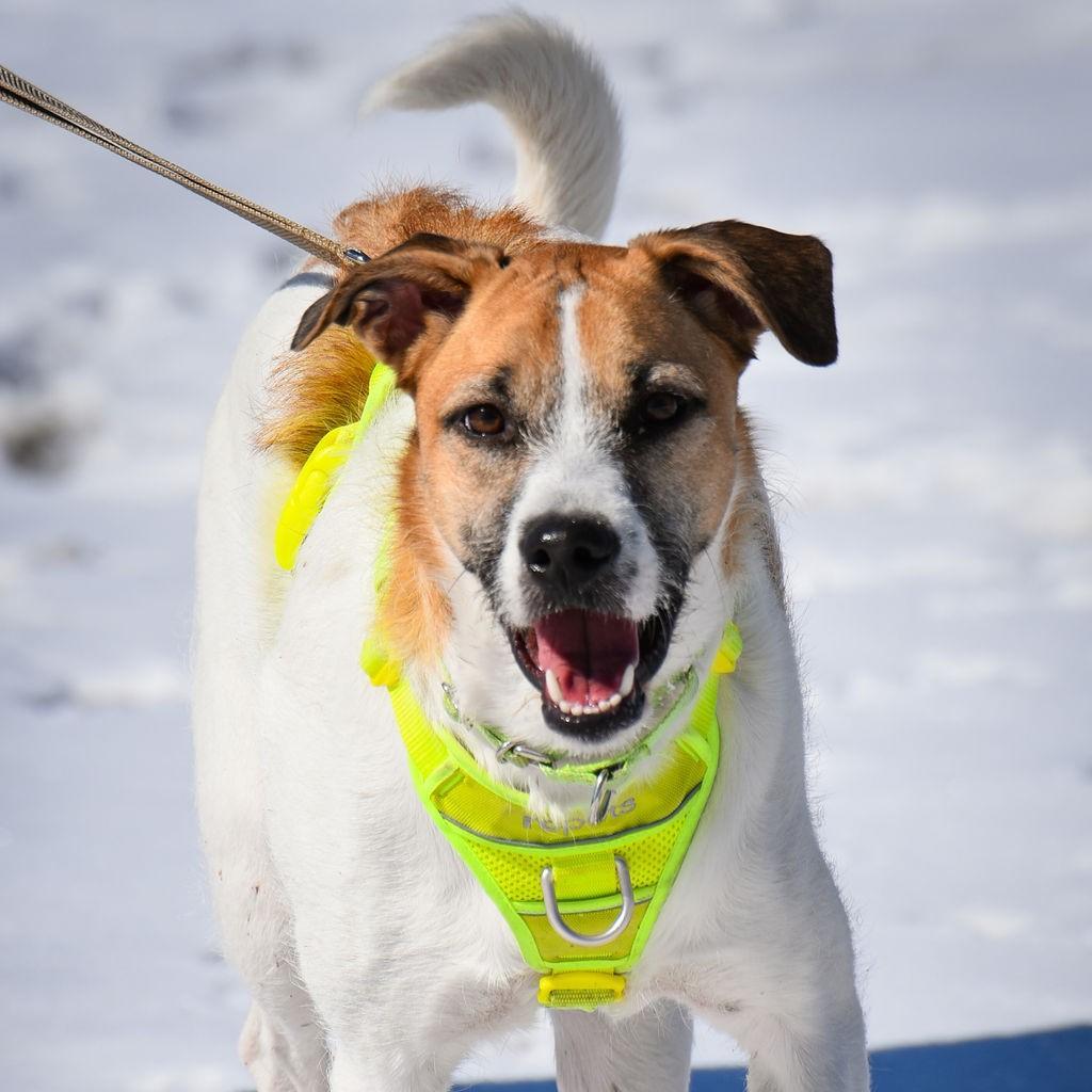 Enlarge Thelma, a Adoptable mixed breed in King City, ON image 3/7