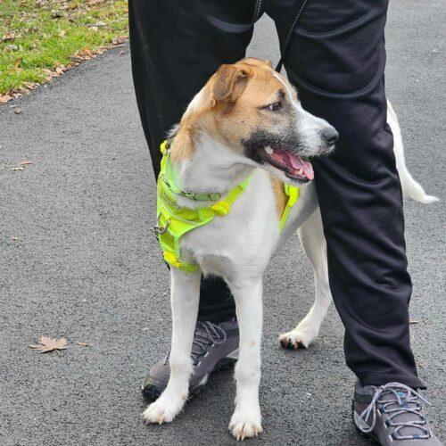 Enlarge Thelma, a Adoptable mixed breed in King City, ON image 5/7