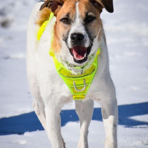 Enlarge Thelma, a Adoptable mixed breed in King City, ON image 6/7