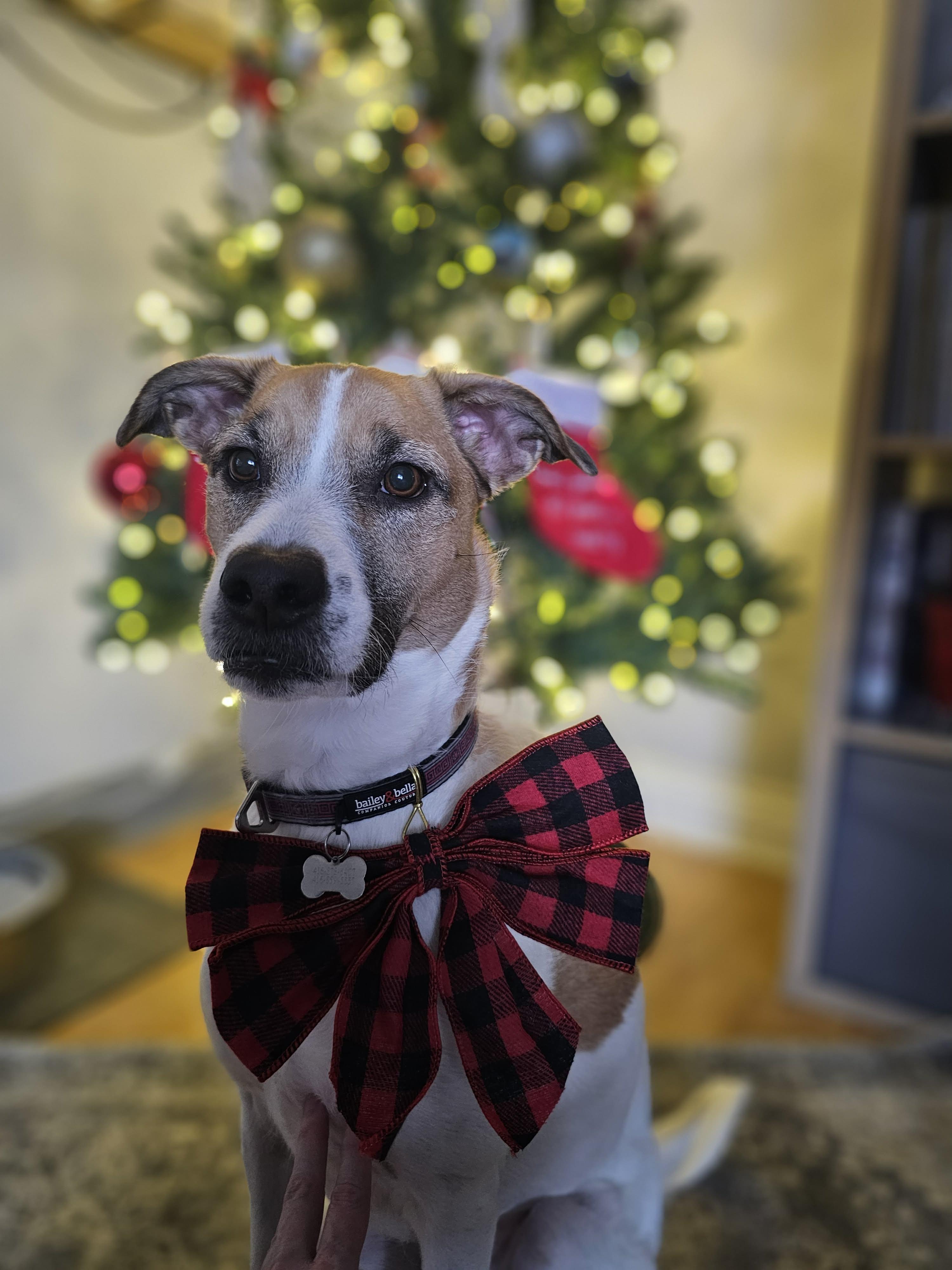 Thelma, Adoptable, Young Female Mixed Breed.