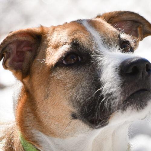 Enlarge Thelma, a Adoptable mixed breed in King City, ON image 7/7