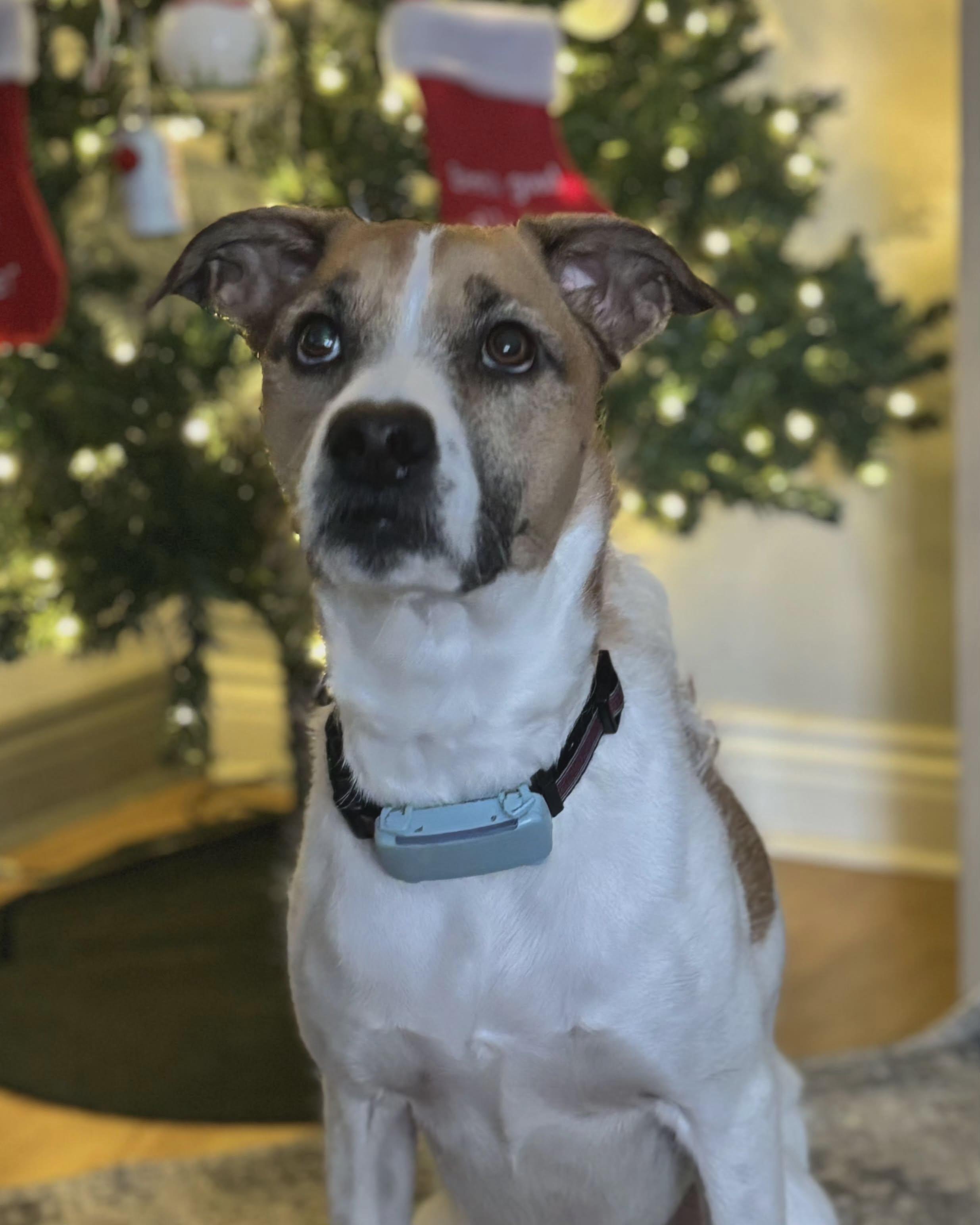 Enlarge Thelma, a Adoptable mixed breed in King City, ON image 5/6