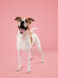 Thelma, Adoptable, Young Female Mixed Breed.