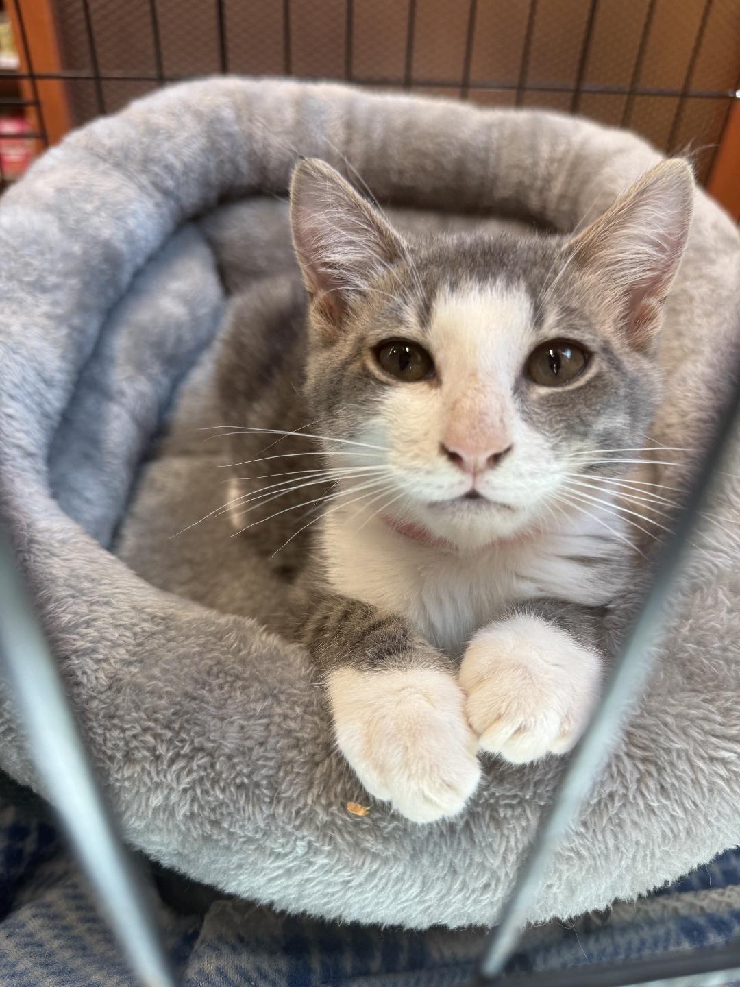 Ivy, a ADOPTABLE Domestic Short Hair in El Dorado Hills, CA image 1/2