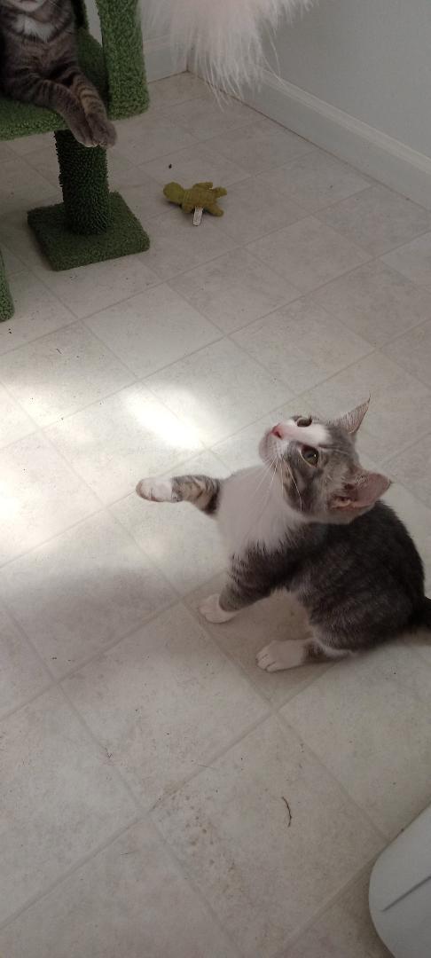Ivy, a ADOPTABLE Domestic Short Hair in El Dorado Hills, CA image 2/2