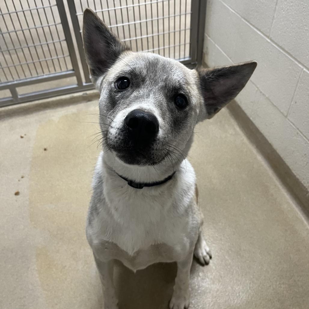 Enlarge Samson, an adopted mixed breed in Kansas City, KS image 1/1