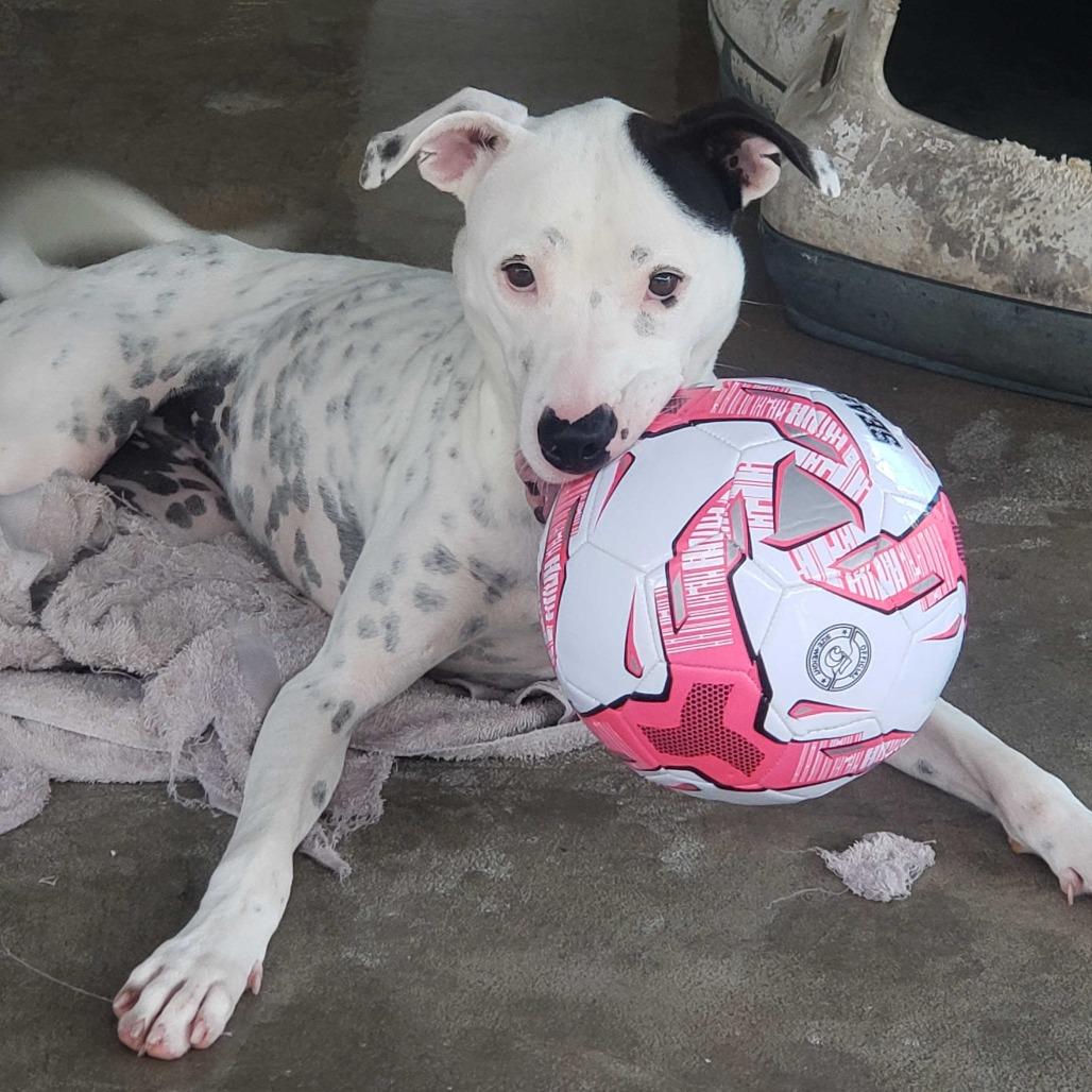 Lucy, Adoptable, Adult Female Pointer & Mixed Breed.