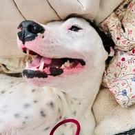 Lucy, a Adoptable mixed breed in Jefferson city, TN image 5/6