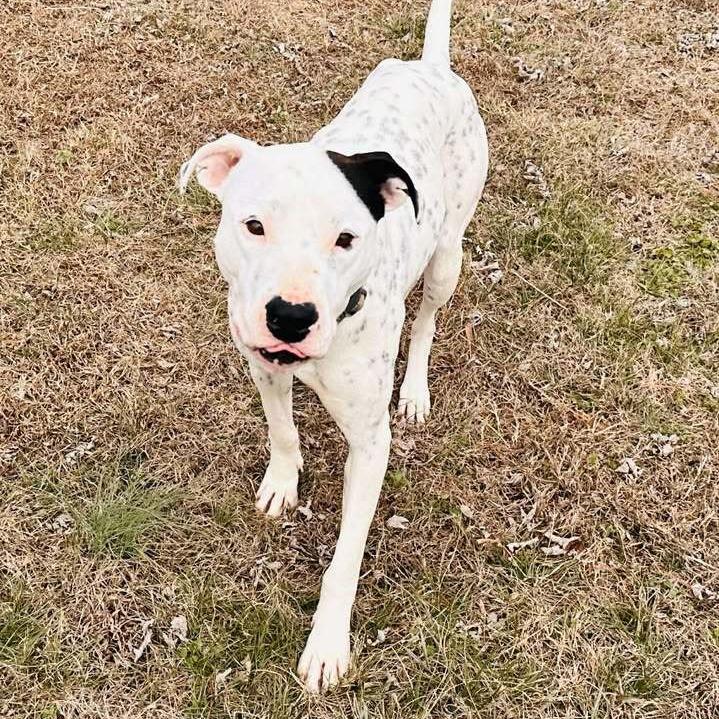 Lucy, a Adoptable mixed breed in Jefferson city, TN image 6/6