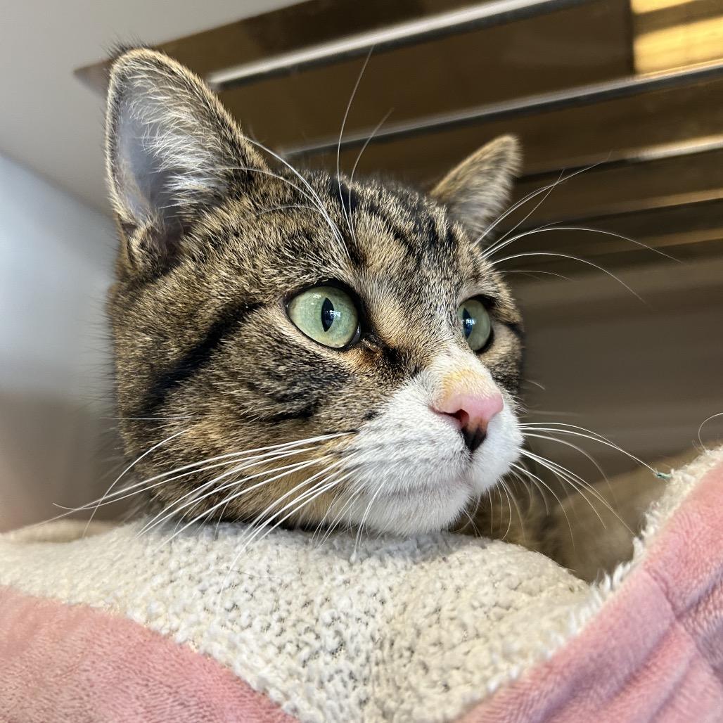 Gully, a Adoptable Domestic Short Hair in Park City, UT image 1/3