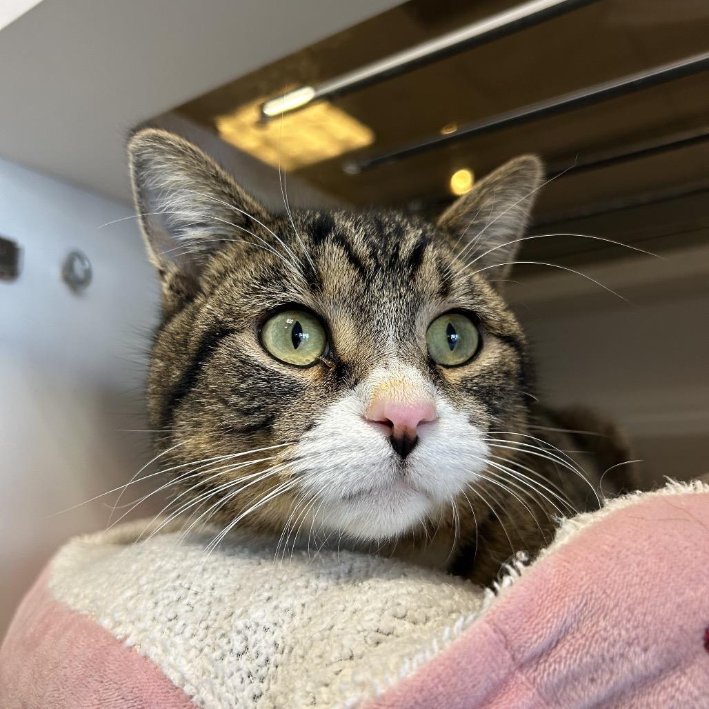 Gully, a Adoptable Domestic Short Hair in Park City, UT image 2/3