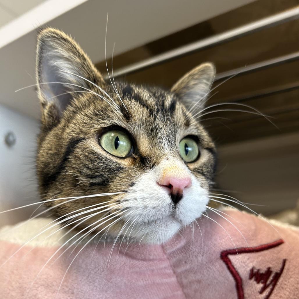 Gully, a Adoptable Domestic Short Hair in Park City, UT image 3/3