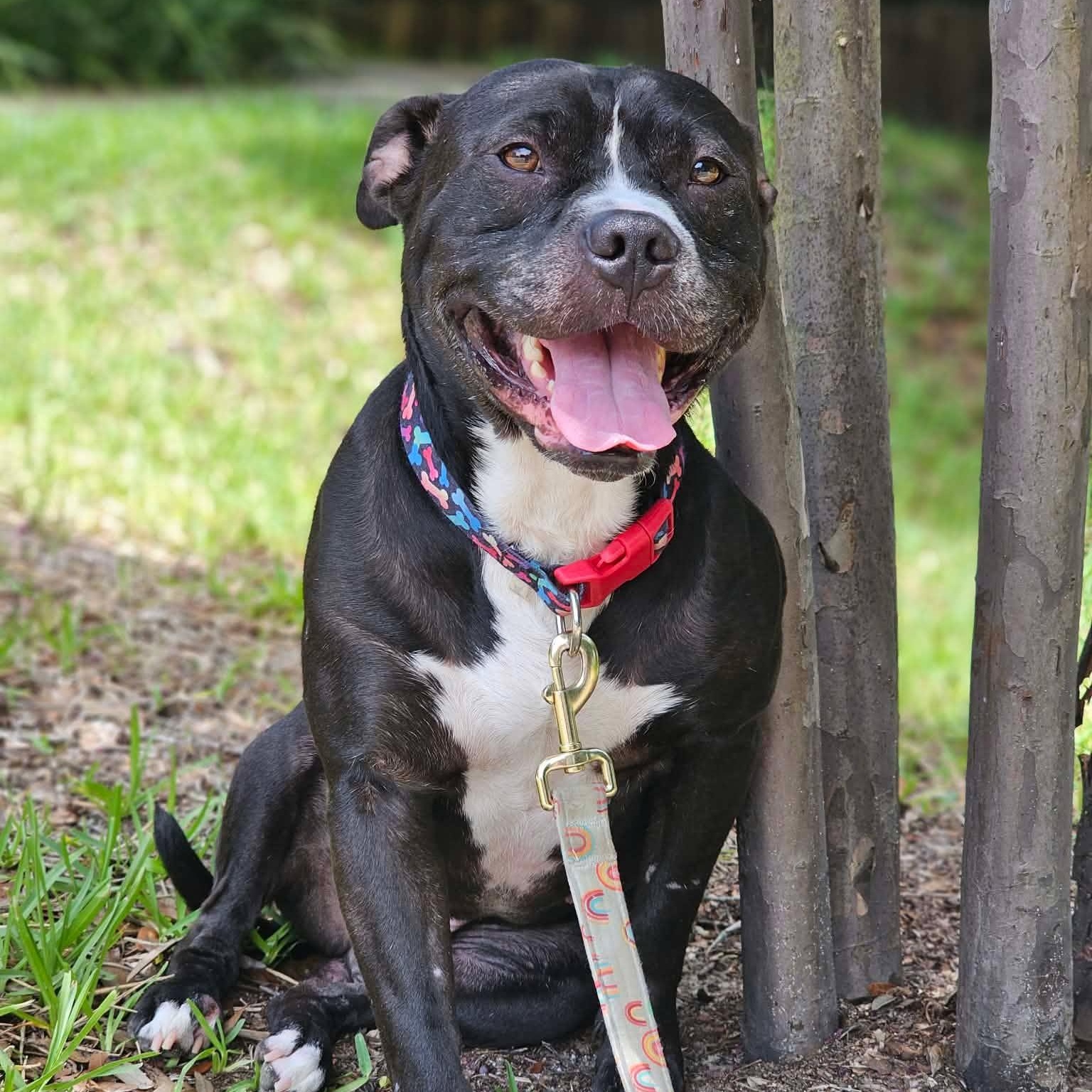 Enlarge Max, a Adoptable mixed breed in Shalimar, FL image 1/4