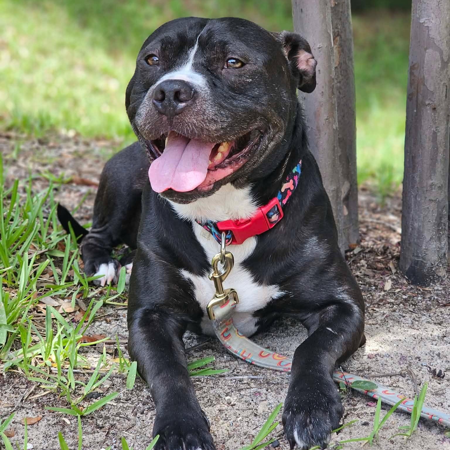 Enlarge Max, a Adoptable mixed breed in Shalimar, FL image 3/4
