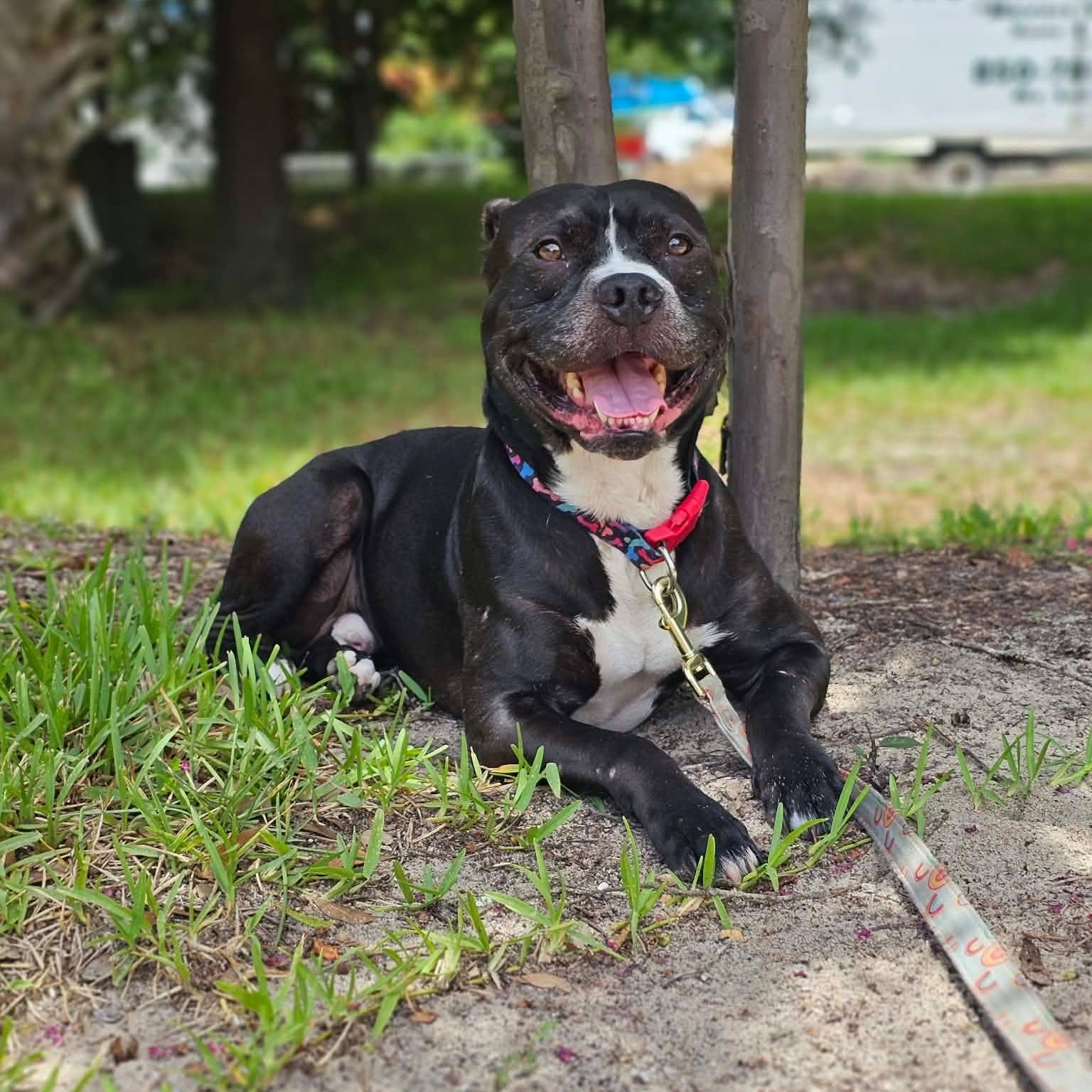 Enlarge Max, a Adoptable mixed breed in Shalimar, FL image 2/4
