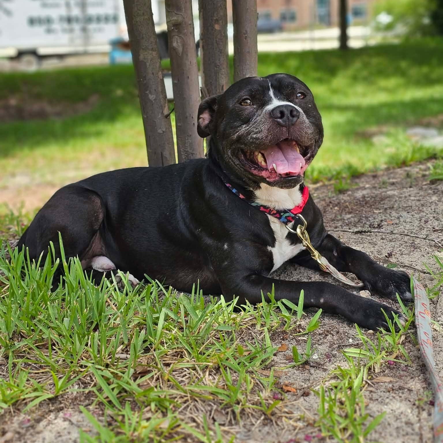 Enlarge Max, a Adoptable mixed breed in Shalimar, FL image 4/4