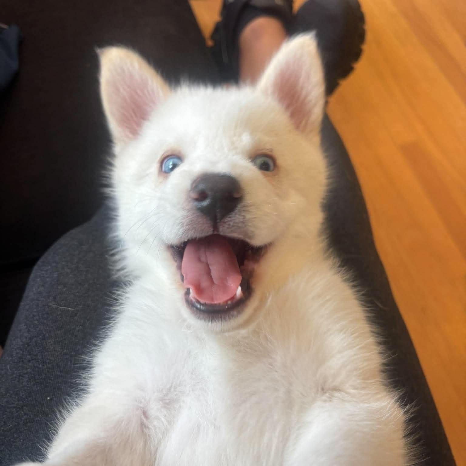 Hawkeye, Adopted, Puppy Male Husky.