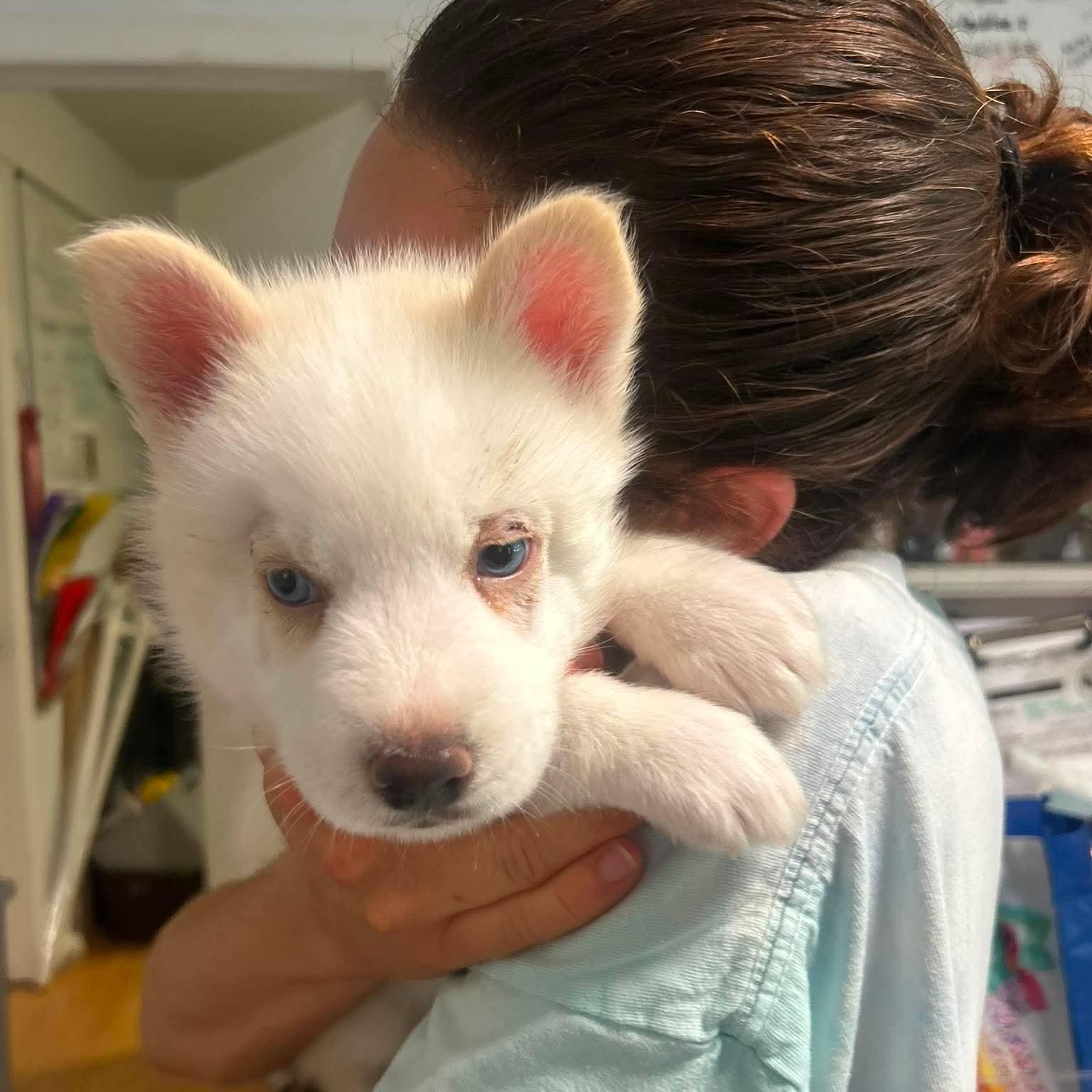 Enlarge Hawkeye, a Adopted Husky in Stamford, CT image 5/5