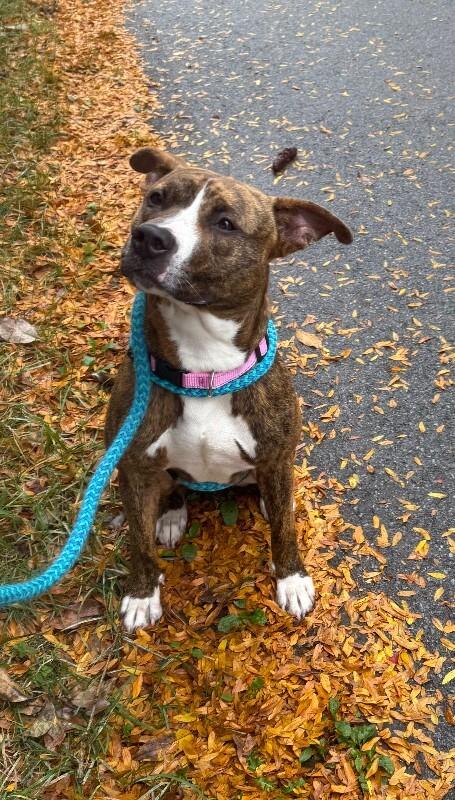 Enlarge Cora, a Adoptable Mixed Breed in Rochester, NY image 1/6