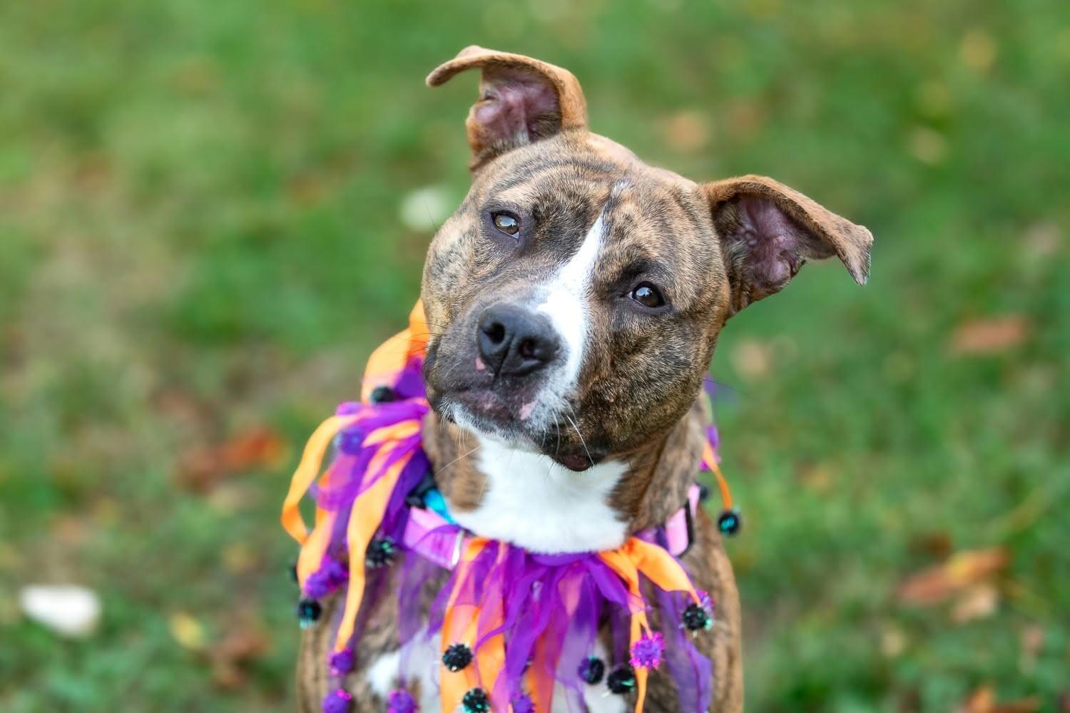 Enlarge Cora, a Adoptable Mixed Breed in Rochester, NY image 2/6