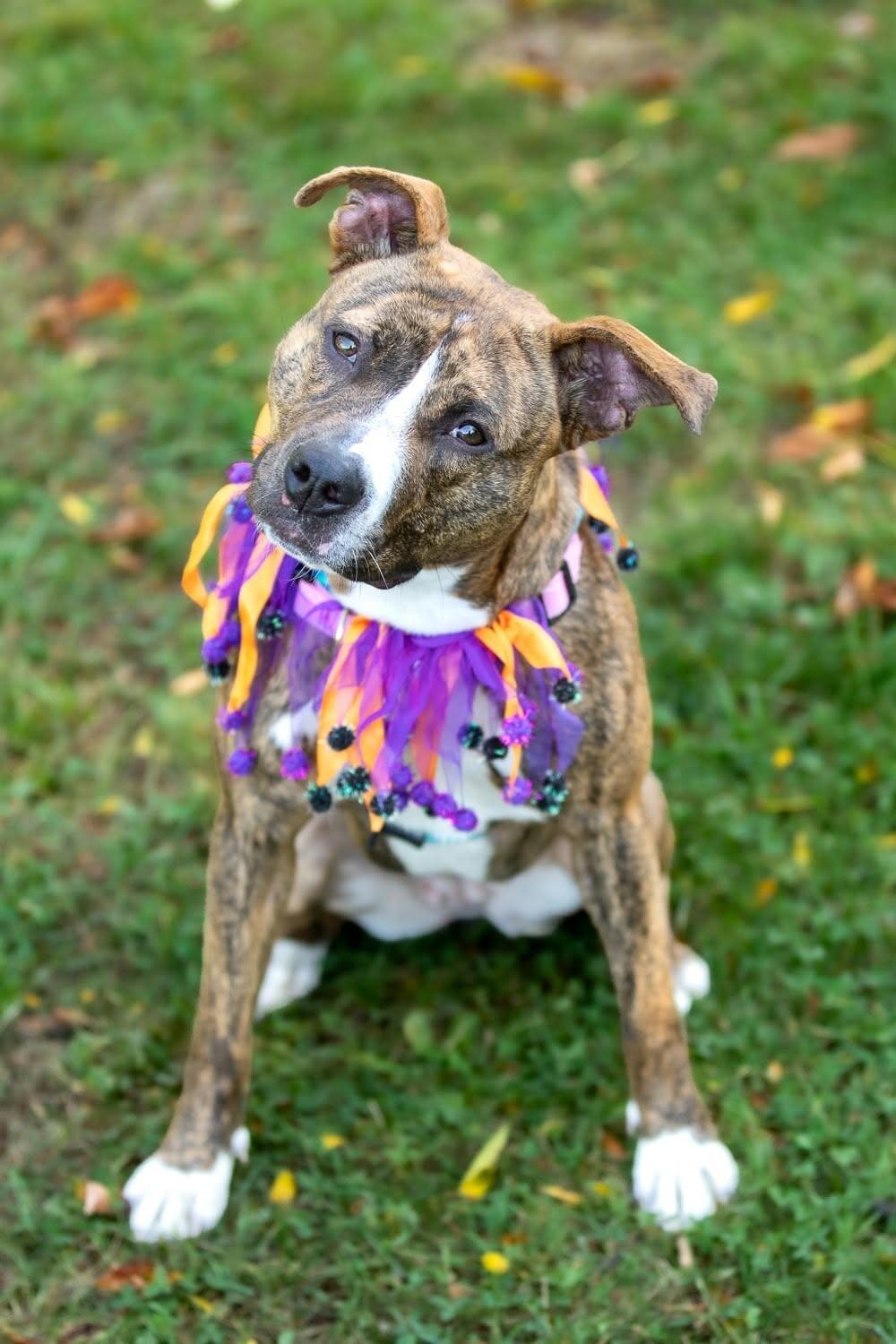 Enlarge Cora, a Adoptable Mixed Breed in Rochester, NY image 3/6