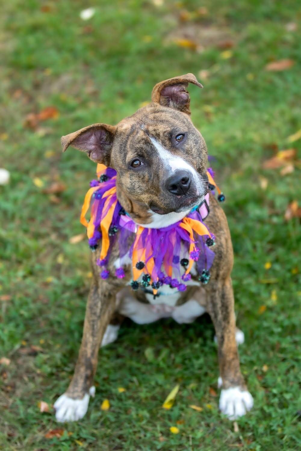 Enlarge Cora, a Adoptable Mixed Breed in Rochester, NY image 4/6