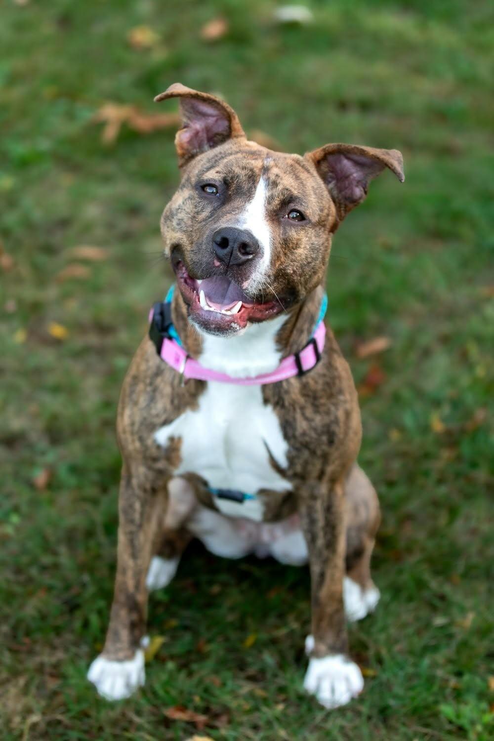 Enlarge Cora, a Adoptable Mixed Breed in Rochester, NY image 5/6