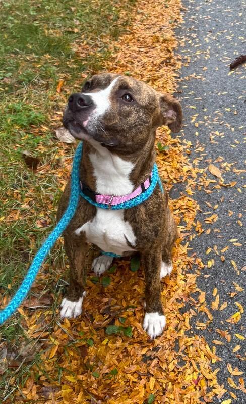 Enlarge Cora, a Adoptable Mixed Breed in Rochester, NY image 6/6