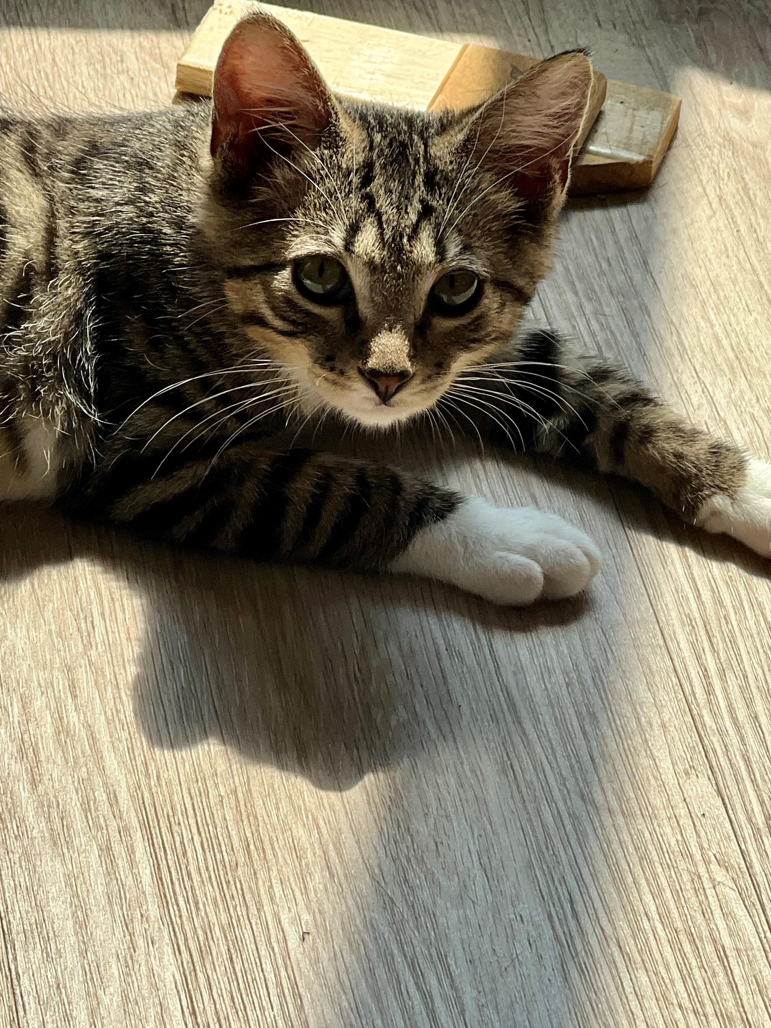 Enlarge Harvey, a ADOPTABLE Domestic Short Hair in Westfield, NJ image 2/3