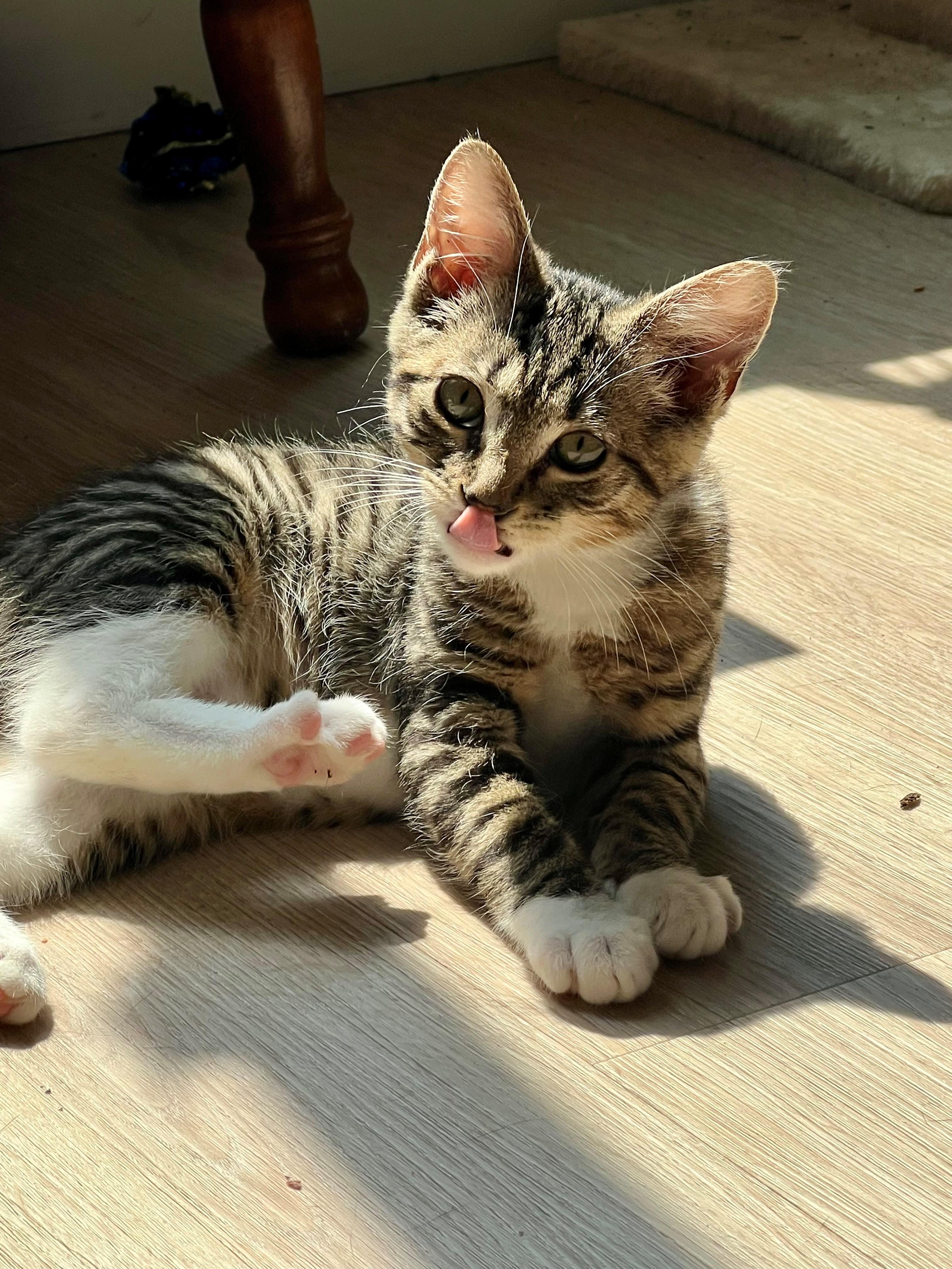 Enlarge Harvey, a ADOPTABLE Domestic Short Hair in Westfield, NJ image 3/3
